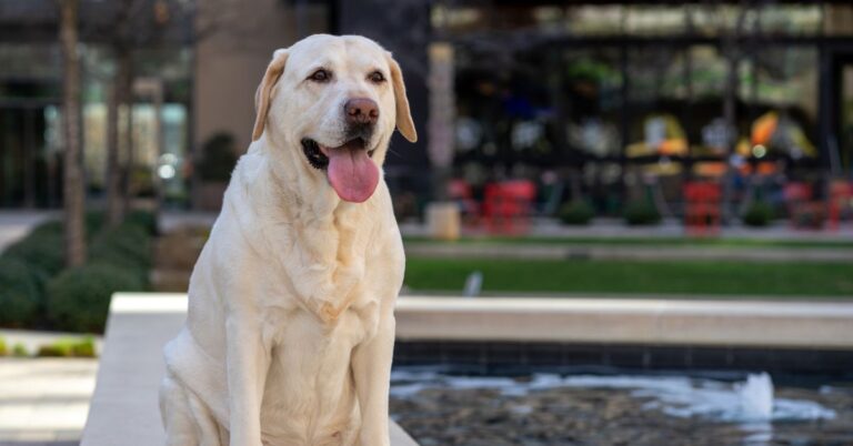 Labrador Retriever