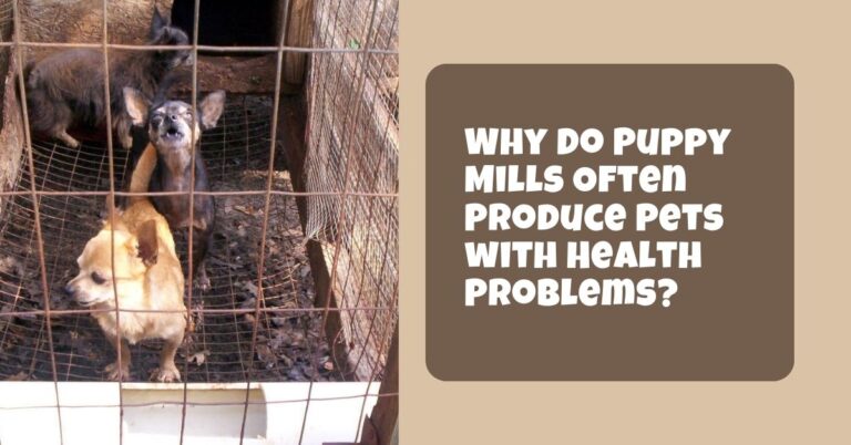 Why Do Puppy Mills Often Produce Pets with Health Problems?