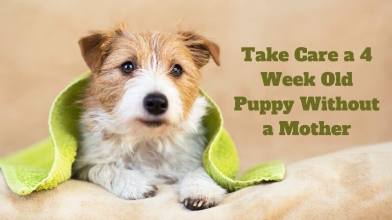 Take Care a 4 Week Old Puppy Without a Mother