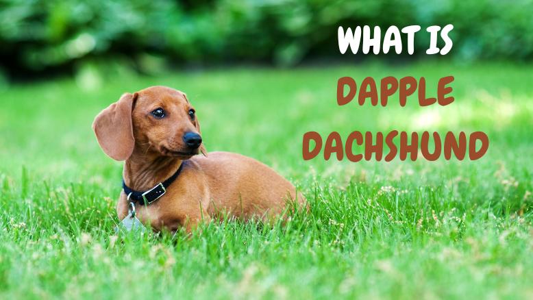 What is Double Dapple Dachshund?