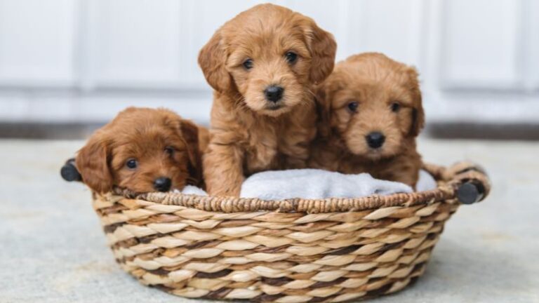 Mini Goldendoodle Lifespan