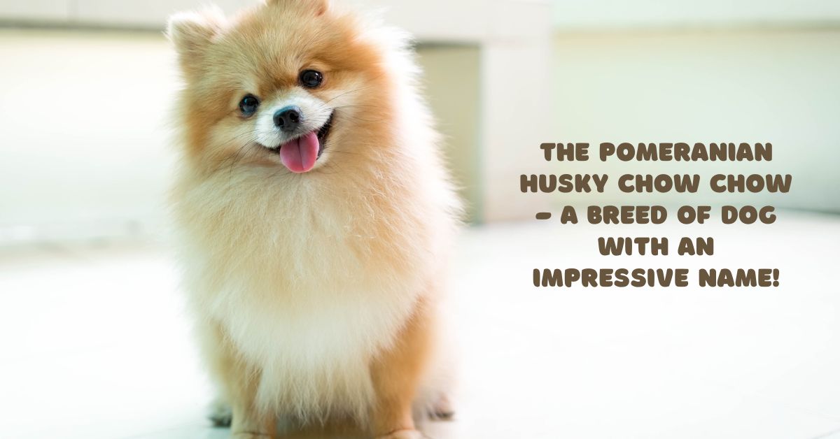 Power of Pomeranian Husky Chow Chow