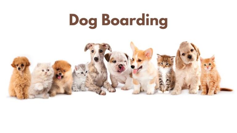 What is Dog Boarding?