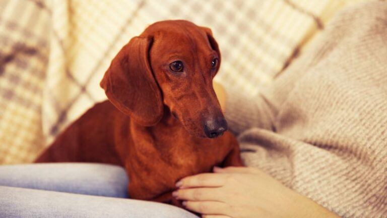 Can Dachshunds Jump Off Couches