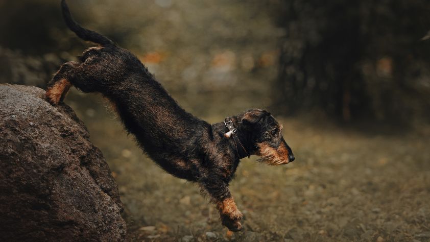 Can Dachshunds Jump Off Couches? (4 Questions Answered!) 2 How High Can a Dachshund Jump