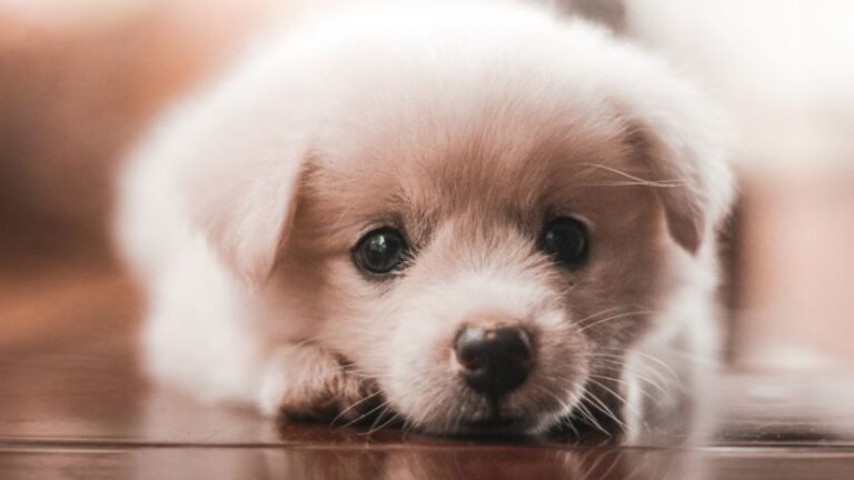 How Much Attention Do Puppies Need? (5 Questions Answered!) 6 How Much Attention Do Puppies Need