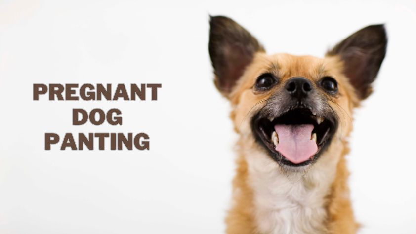 Why Is Pregnant Dog Panting? (5 Questions Answered!) 1 Pregnant Dog Panting