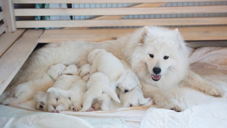 Should Mother Dog Sleep with Puppies