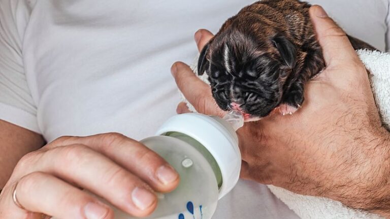 What to Feed Newborn Puppies Without Mother