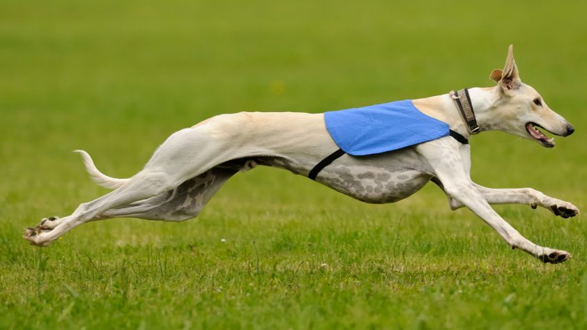 Why Are Greyhound Puppies So Rare? (4 Questions Answered!) 1 Why Are Greyhound Puppies So Rare
