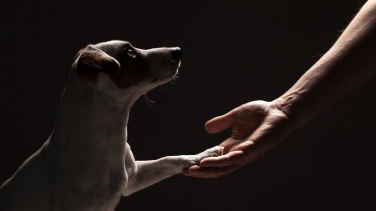 Do Dog Spirits Stay Around After Death? (4 Questions Answered) 4 Do dog spirits stay around after death