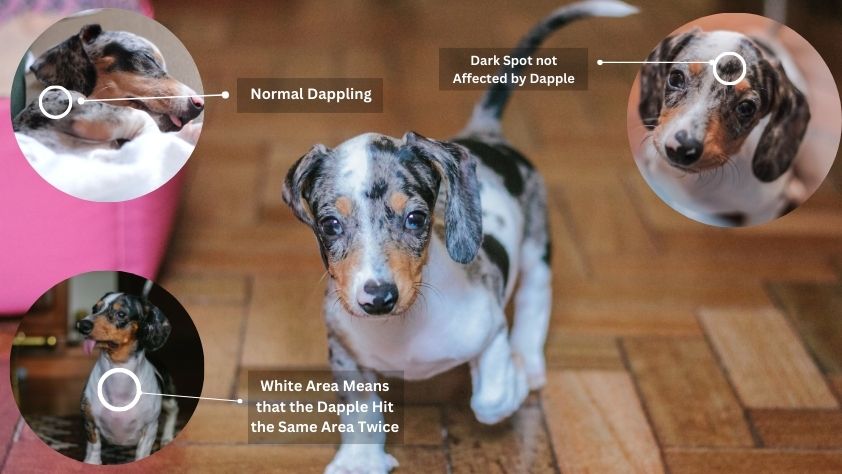 How to Spot a Double Dapple Dachshund