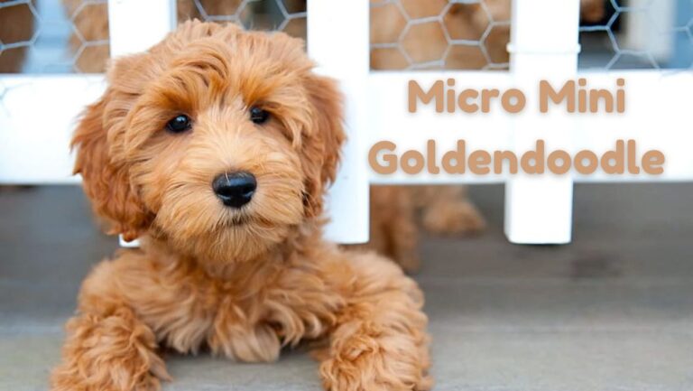Exploring the Micro Mini Goldendoodle Breed 5 Micro Mini Goldendoodle