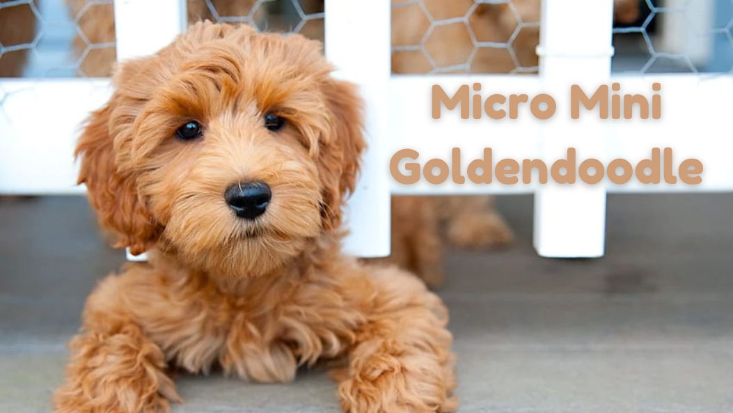 Exploring the Micro Mini Goldendoodle Breed