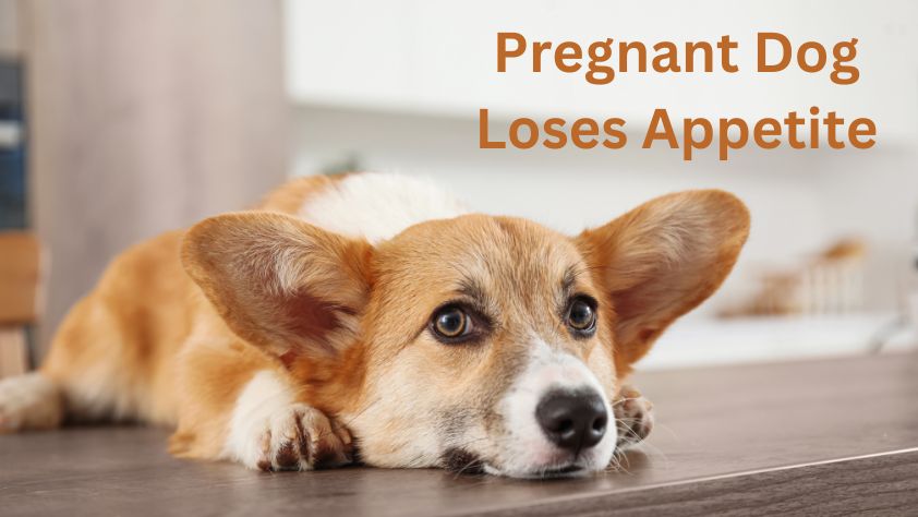 Pregnant Dog Loses Appetite: What's Next?