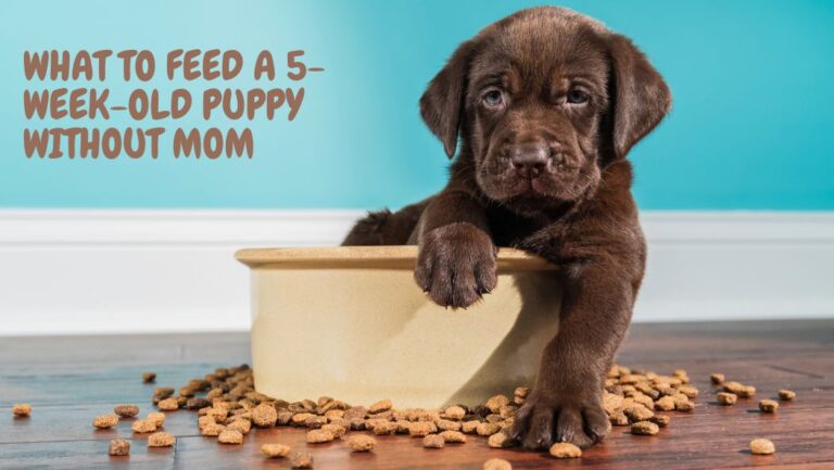 What to Feed a 5-Week-Old Puppy Without Mom 6 What to Feed a 5-Week-Old Puppy Without Mom