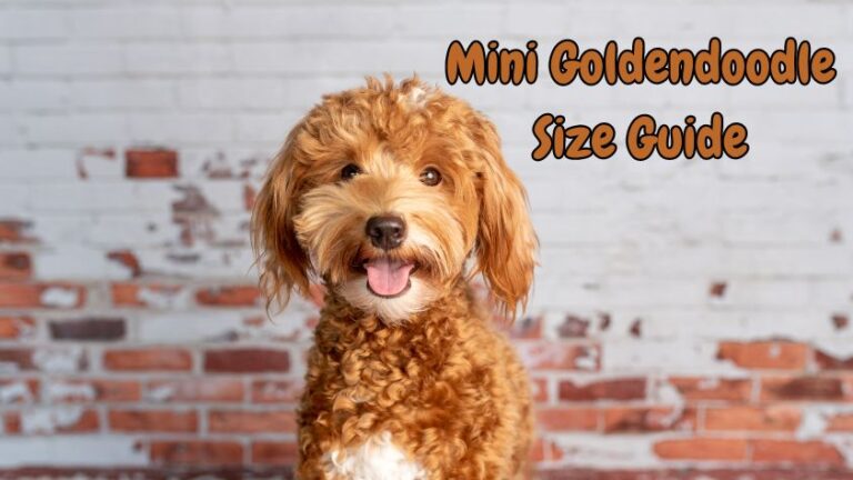 Mini Goldendoodle Size