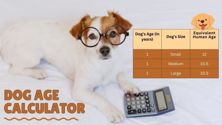 Dog Age Calculator