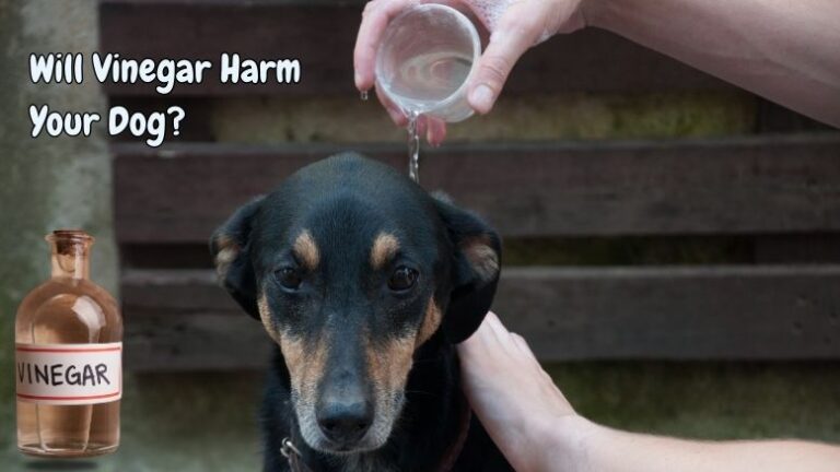Will Vinegar Harm Your Dog?