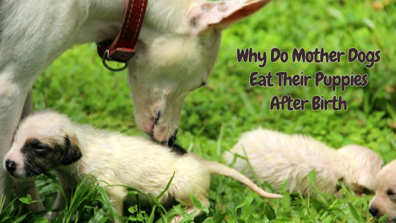 Why Do Mother Dogs Eat Their Puppies After Birth? 1 Why Do Mother Dogs Eat Their Puppies After Birth