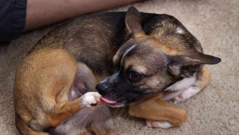 Why Does My Dog Lick Their Paws? 2 Why Does My Dog Lick Their Paws