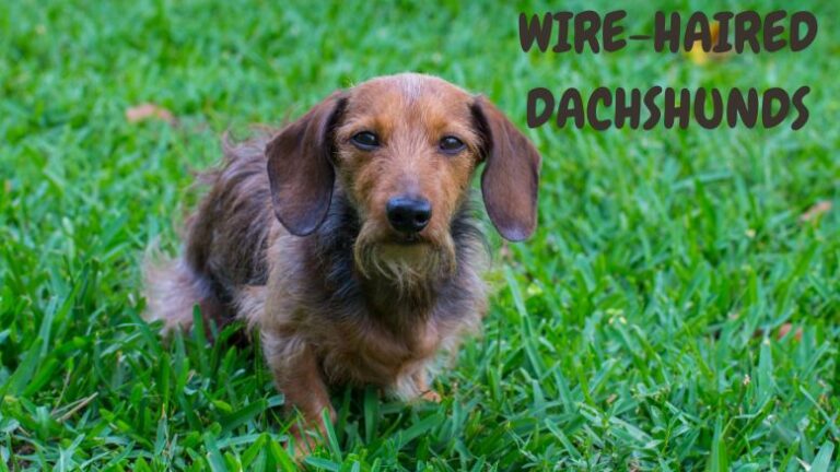 Wire-Haired-Dachshund