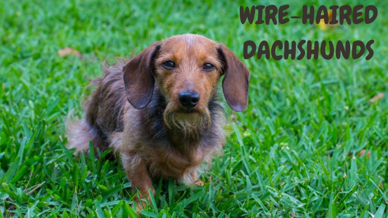 Wire-Haired Dachshunds 1 Wire-Haired-Dachshund
