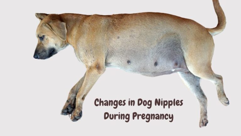 Understanding Changes in Dog Nipples During Pregnancy