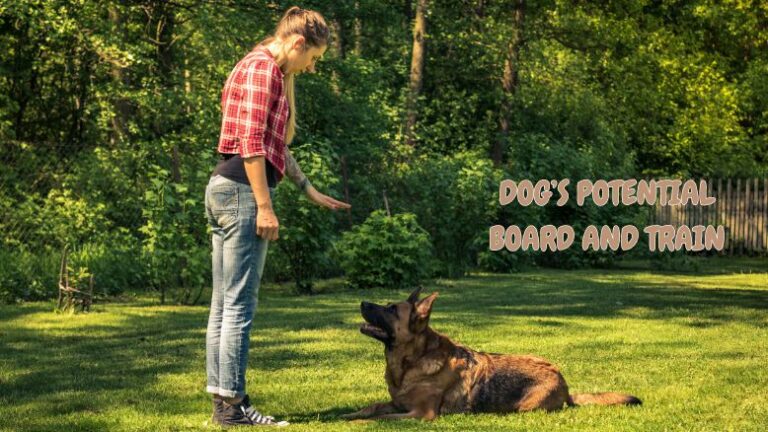 Dog’s Potential: Board and Train Programs