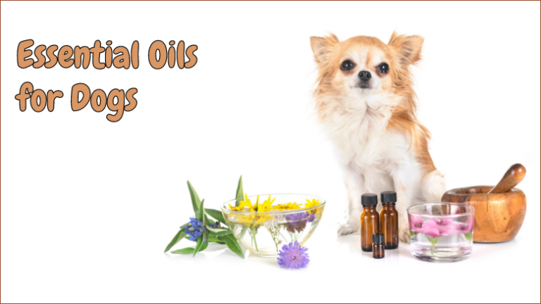 Which Essential Oils Are Safe for Dogs?