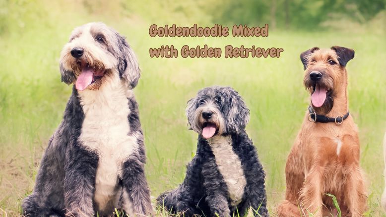 The Best of Both Breeds: Goldendoodle Mixed with Golden Retriever 1 Goldendoodle Mixed with Golden Retriever