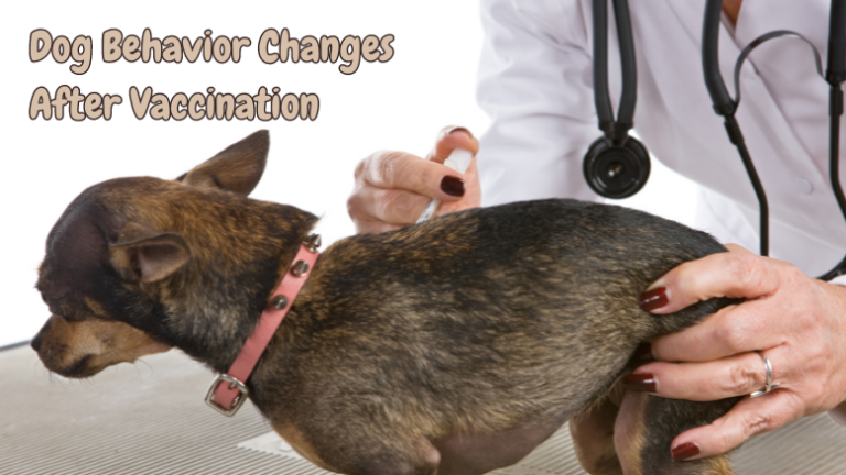 Understanding Dog Behavior Changes After Vaccination 14 Dog Behavior After Vaccination