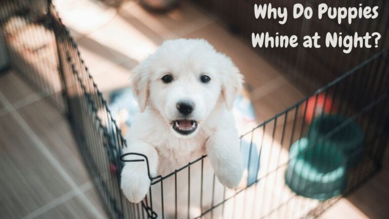 Why Do Puppies Whine at Night? 6 Why Do Puppies Whine at Night