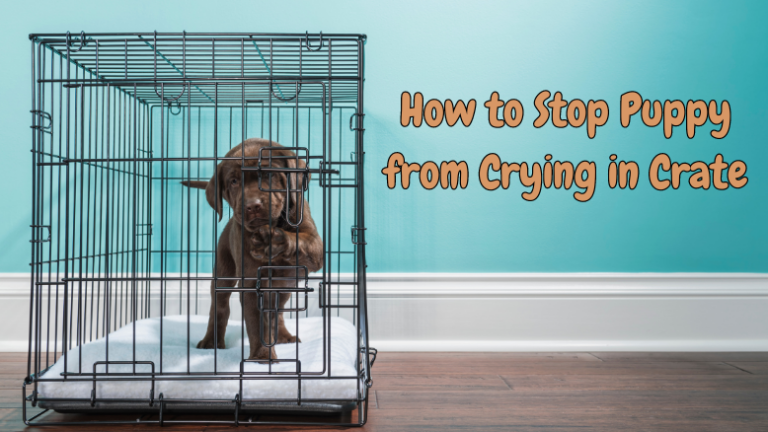 How to Stop Puppy from Crying in Crate