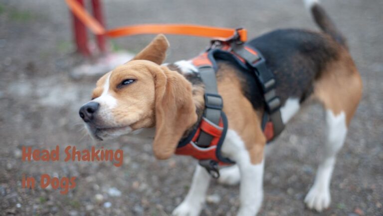 Head Shaking in Dogs