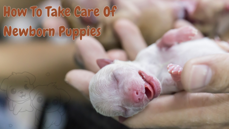 How To Take Care of Newborn Puppies