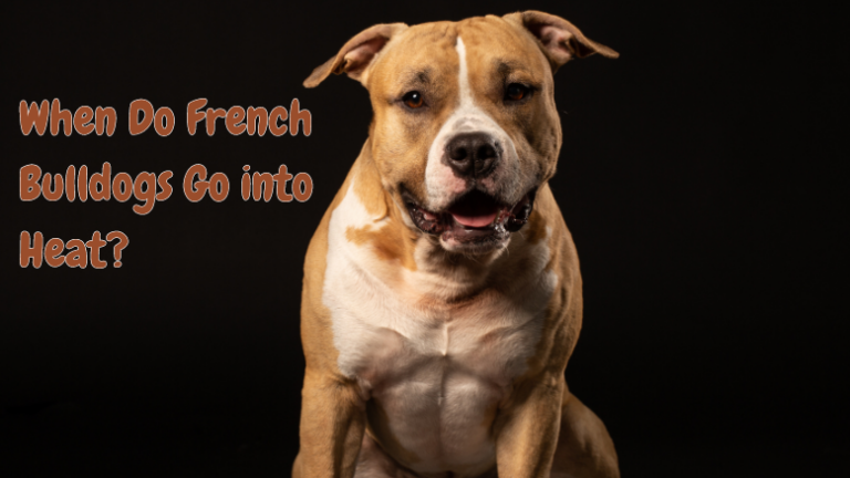 When Do French Bulldogs Go into Heat?