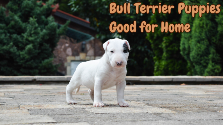 Bull Terrier Puppies Good for Home