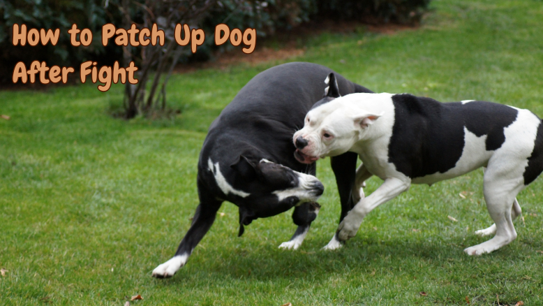 How to Patch Up Dog After Fight