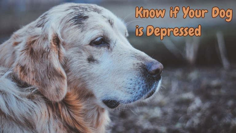 How to Know if Your Dog is Depressed