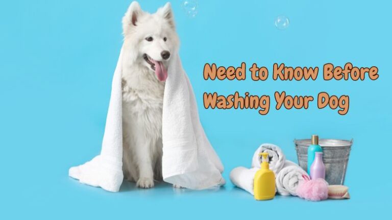 Dog Shampoo