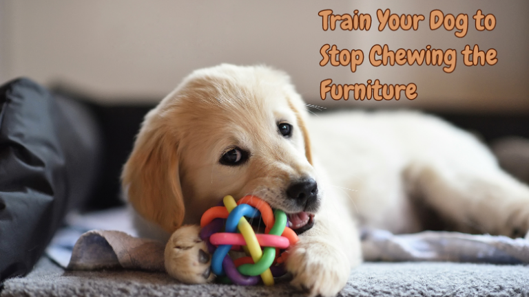 how to stop dog chewing