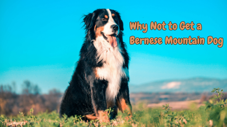 Bernese Mountain Dogs