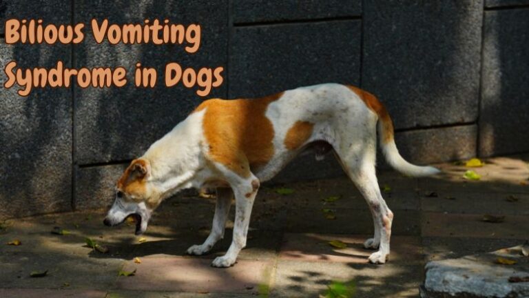 Bilious Vomiting Syndrome in Dogs