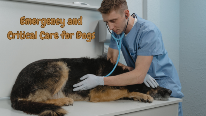 Dogs in emergencies and critical care