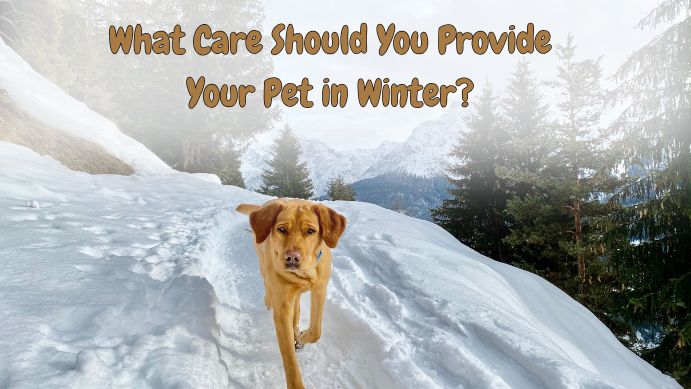 What Care Should You Provide for Your Pet in Winter?