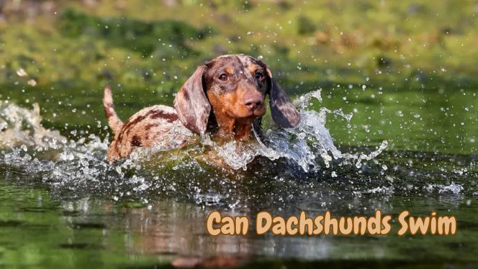 Can Dachshunds Swim?