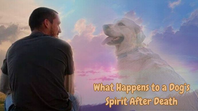 Dog’s Spirit After Death