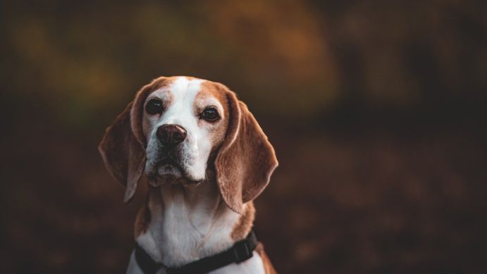 Understanding a Dog's Afterlife: Beliefs, Science, and Comforting Insights 2 Add a heading 17
