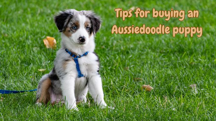 Aussiedoodle,Aussiedoodle Puppy